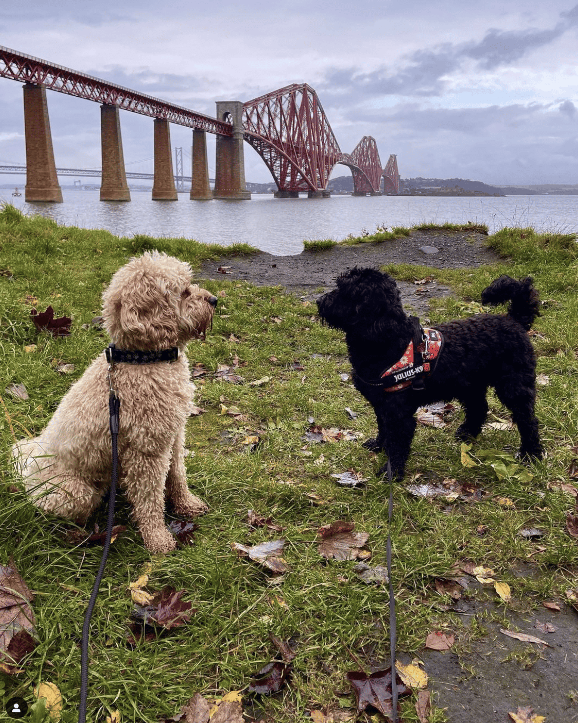 Lola and Lulu 1 | Courtesy of lola_queensferry on Instagram